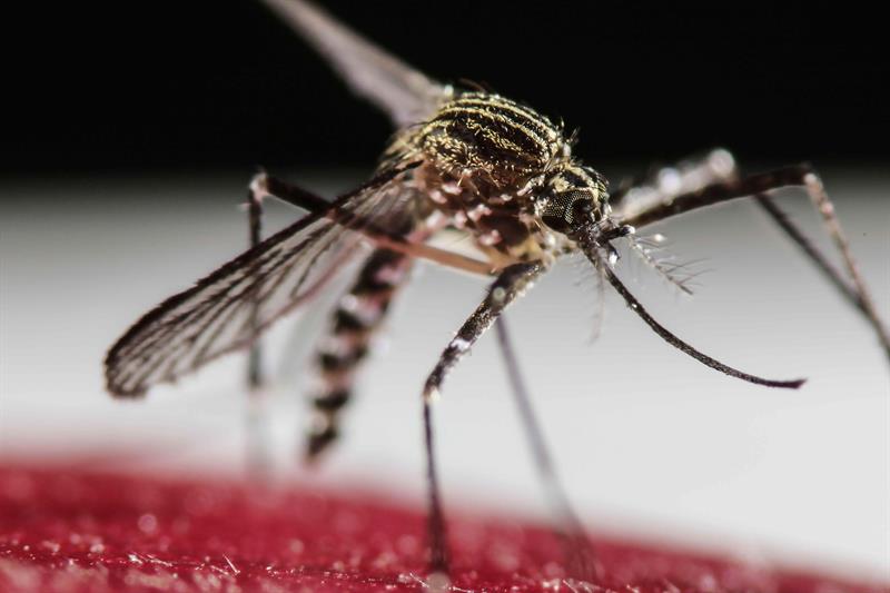 São Paulo tem mais de 58 mil casos de dengue desde o início do ano