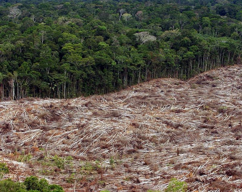 Reflorestamento com biodiversidade: novo padrão global para projetos sustentáveis