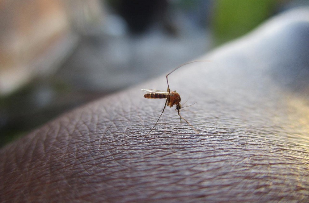 Rio de Janeiro já tem mais de 300 mil casos de dengue em 2024