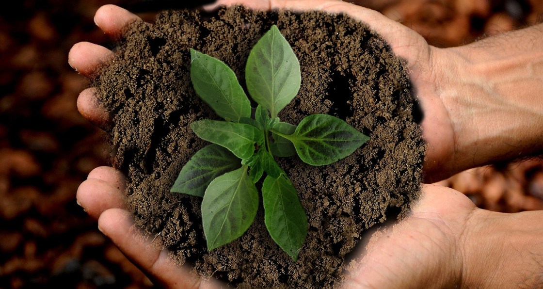 mão segurando punhado de terra com uma planta