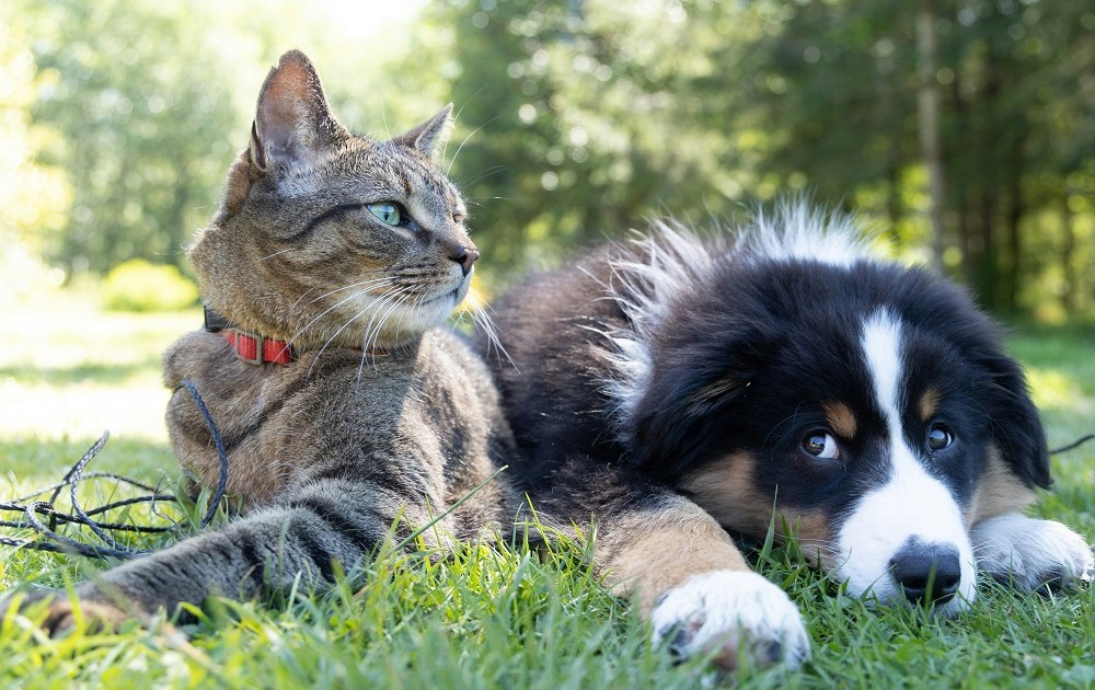 Pets no trabalho: entenda como o modelo ‘pet friendly’ reduz o estresse e vira trunfo nas empresas