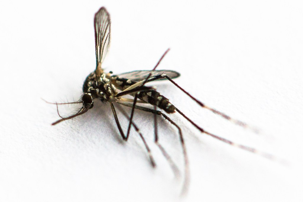 Governo federal libera indenização para famílias de crianças com deficiências por zika