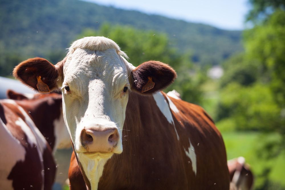 Brasil registra recorde em exportações de carne bovina e de frango em 2024