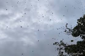 chuva de aranha em sao tome das letras