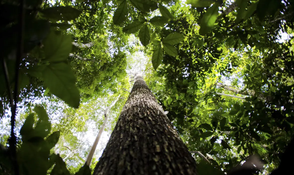 Desmatamento na Amazônia cresce 68% em janeiro de 2025