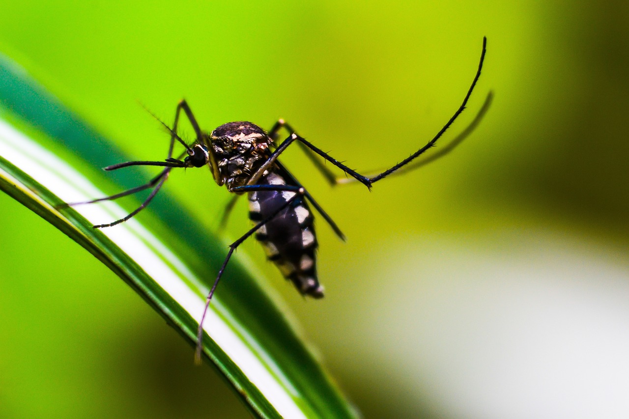 Primeira morte por Chikungunya é registrada em São Paulo