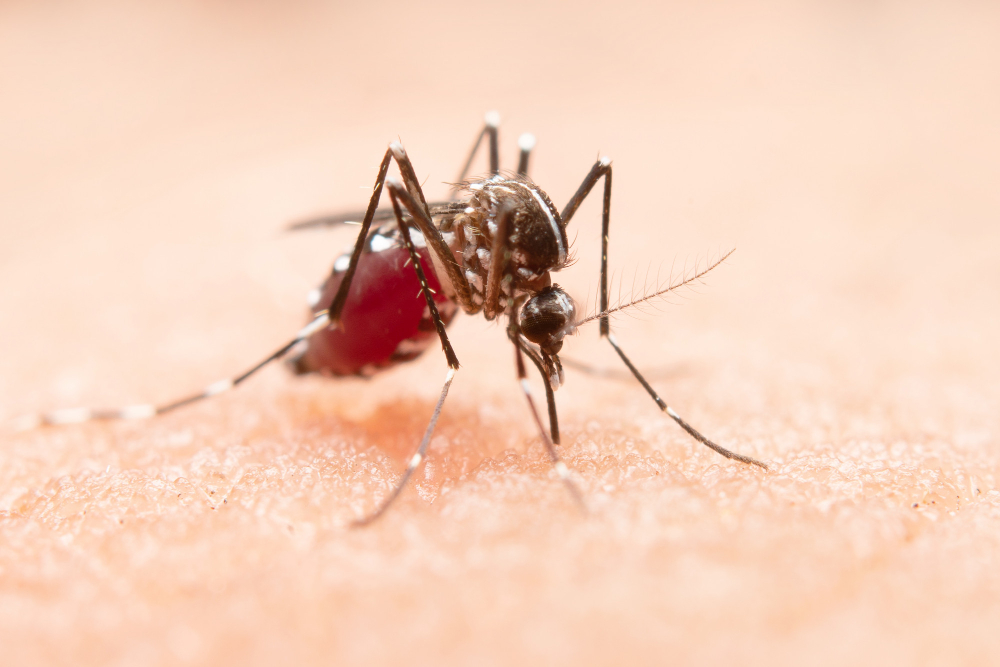 São Paulo deve decretar estado de emergência para dengue