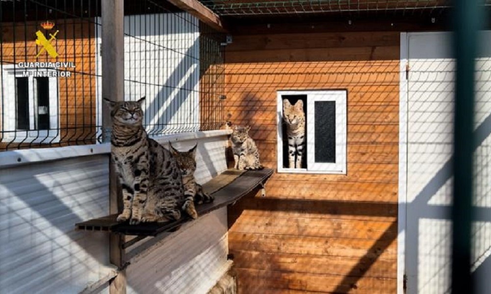 Espanha desmantela rede de tráfico de felinos exóticos e apreende 19 animais