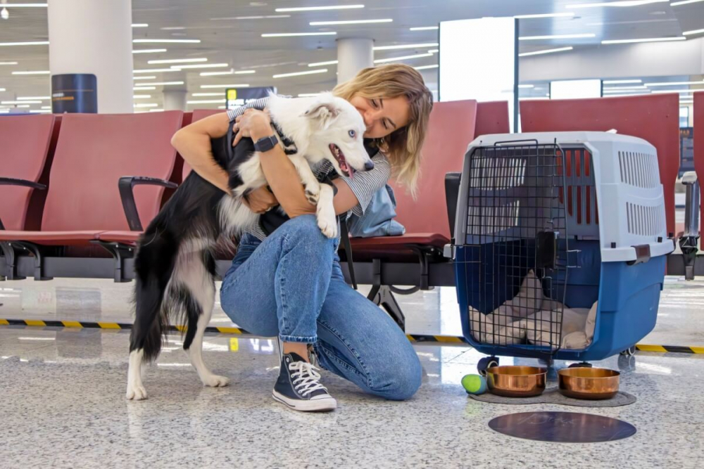 Senado vota nesta quarta-feira projeto que cria novas regras para transporte aéreo de animais