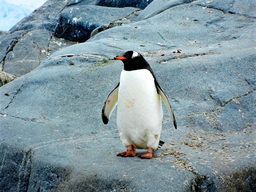 Penguim