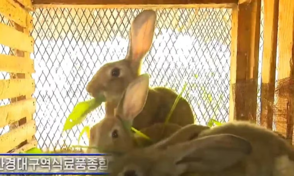 Coreia do Norte ordena que escolas intensifiquem a criação de coelhos para alimentar o Exército