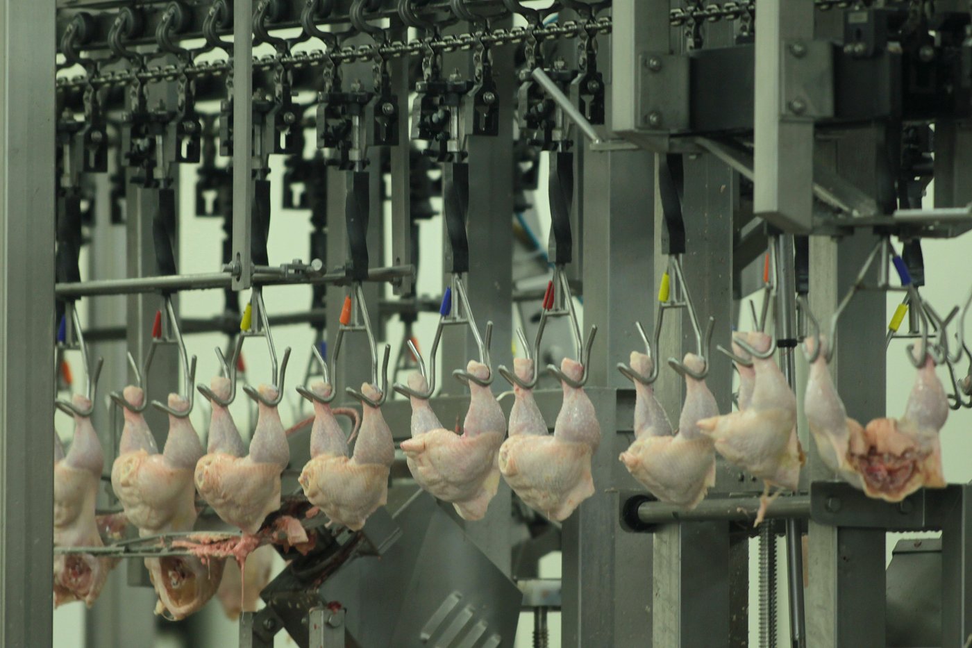 Coreia do Sul realizará inspeção nos frigoríficos de frango do Brasil para reabrir comércio de exportação