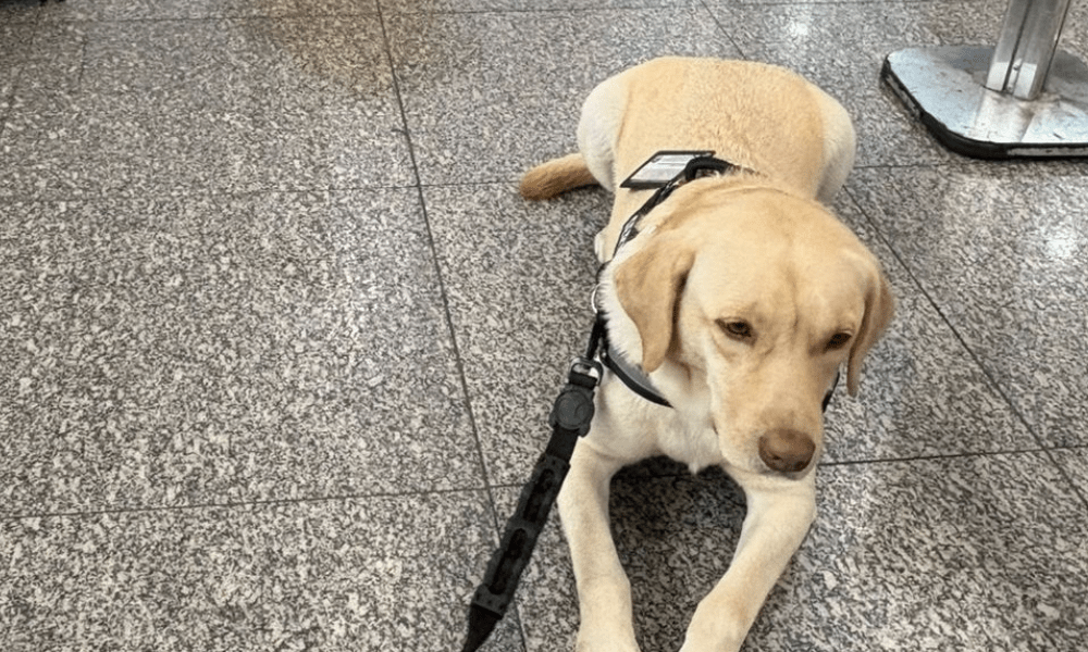 Voo é cancelado após TAP não embarcar cão de criança autista