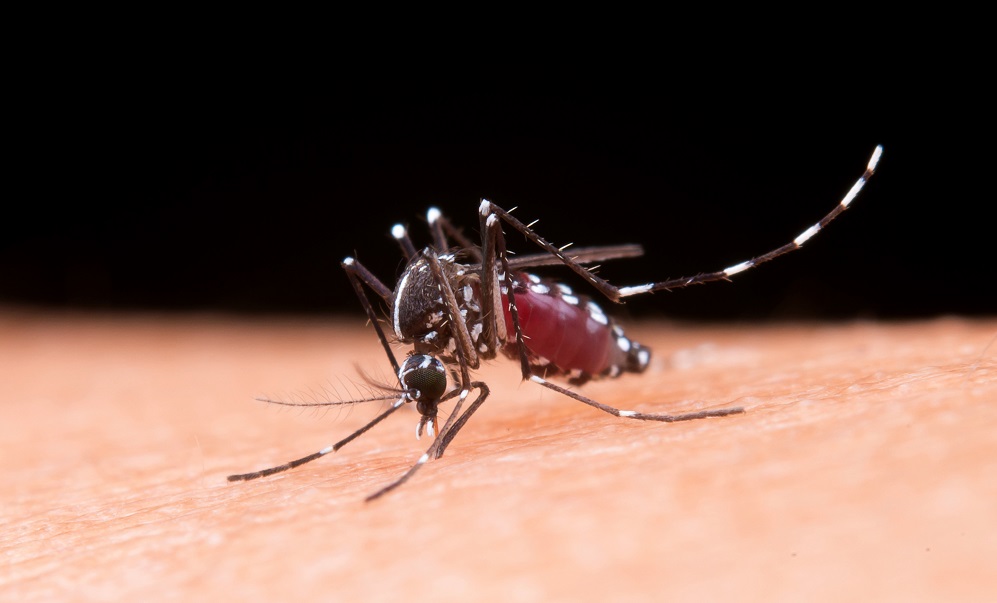 Dengue e chikungunya podem se tornar endêmicas na Europa, alerta estudo