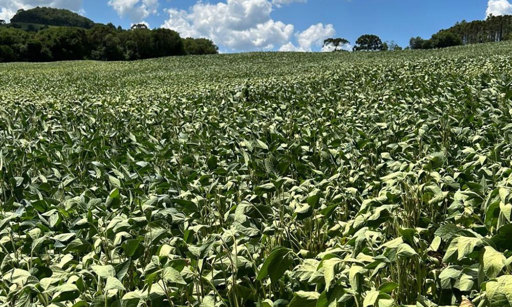 Foto de plantação no Rio Grande do Sul