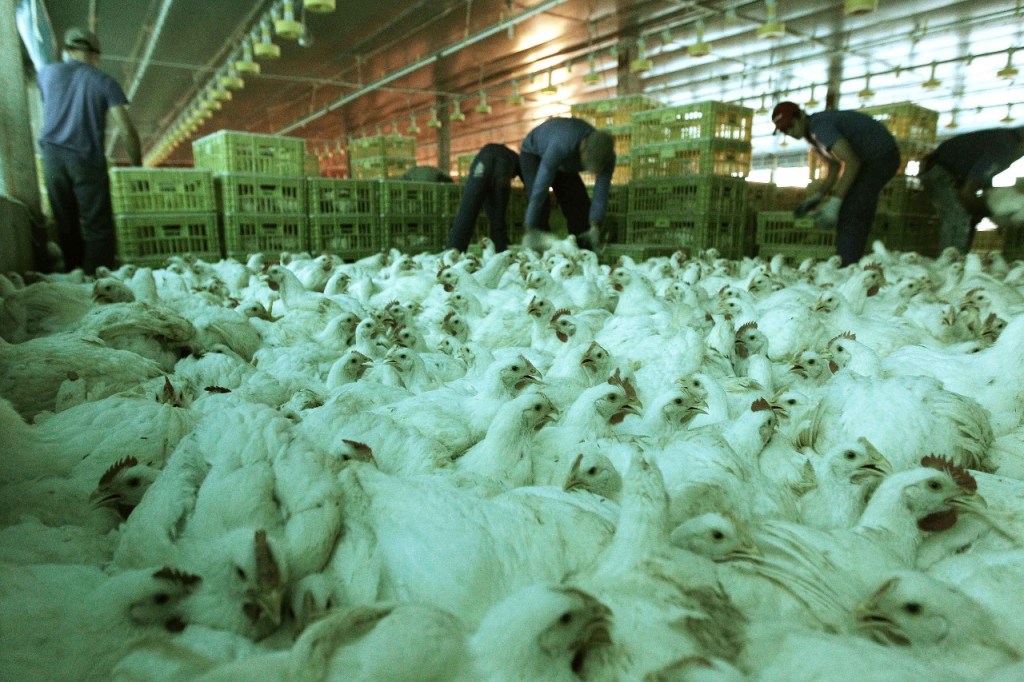 Suspensão de exportações de frango deve aliviar IPCA em até 0,10 pp, aponta analistas 