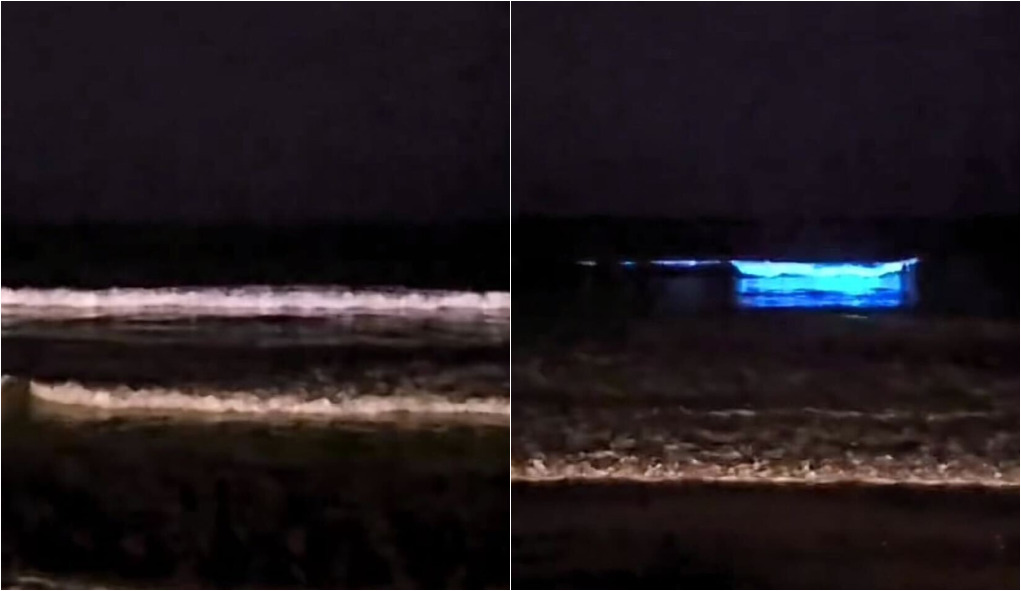Mar neon? Entenda fenômeno que ocorreu em Santa Catarina