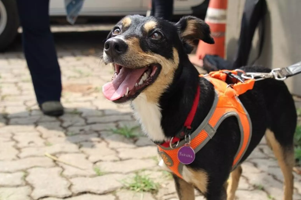 Cachorra ‘vira-lata’ se torna perita da Polícia Científica de SP
