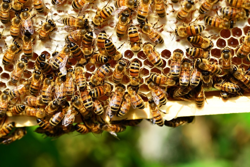 Ataque de abelhas deixa 24 feridos na França, sendo 3 em estado grave