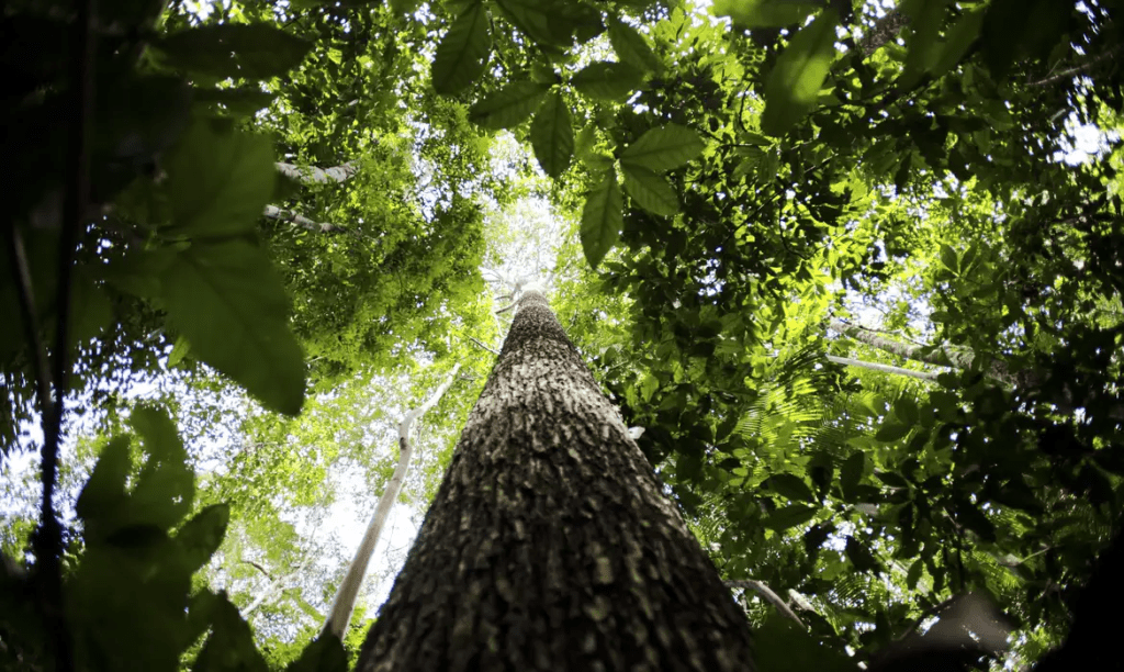 Cinco pessoas sobrevivem a queda de avião em pântano repleto de jacarés na Bolívia