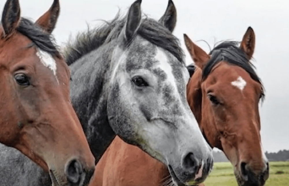 Ração contaminada causa morte de pelo menos 245 cavalos no Brasil