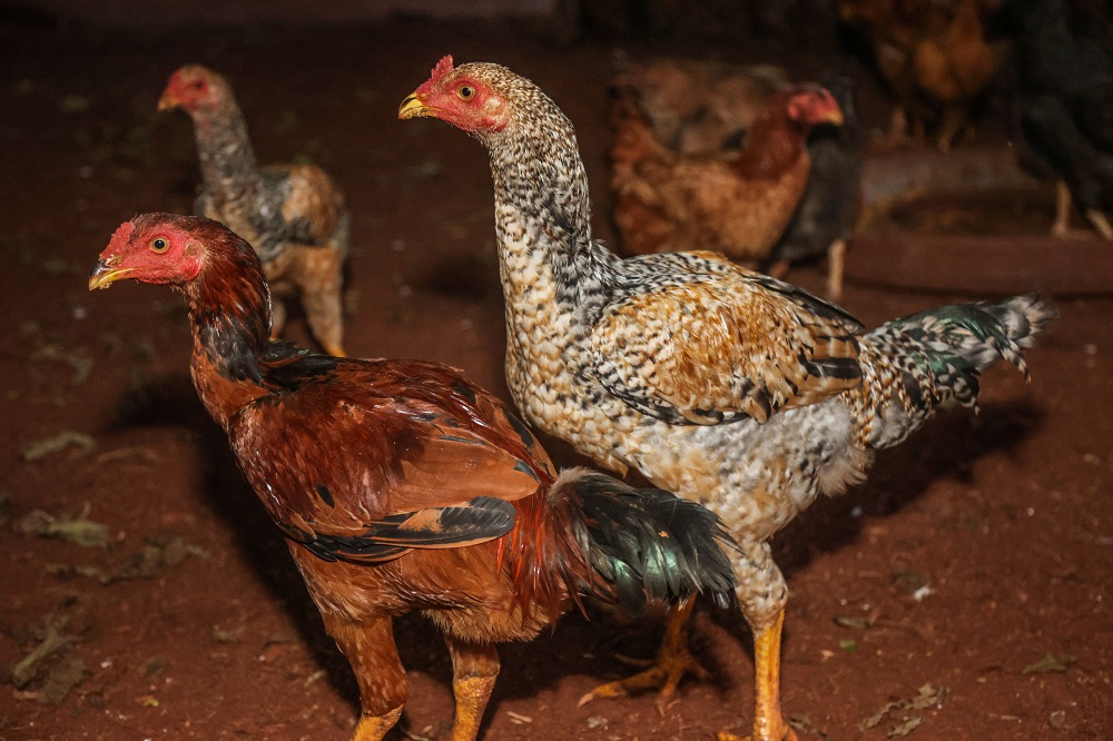 México e Reino Unido retomam importação de frango do Rio Grande do Sul após crise de gripe aviária