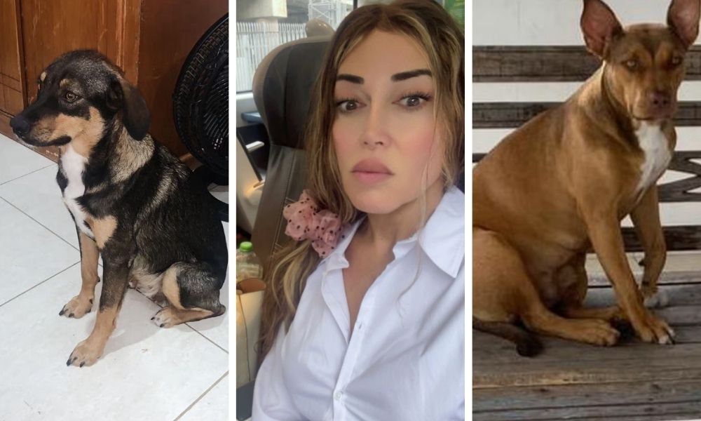 Mulher Abacaxi oferece R$ 5 mil em recompensa para quem ajudar a encontrar cachorras desaparecidas