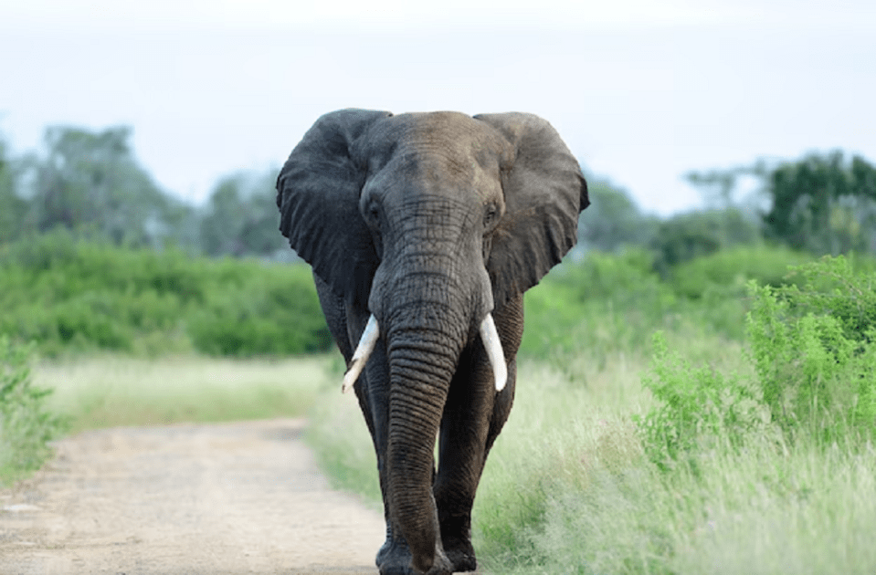 Elefante