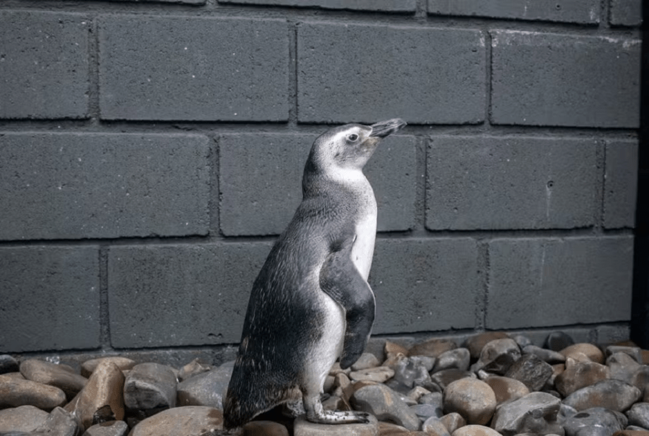 Pinguins