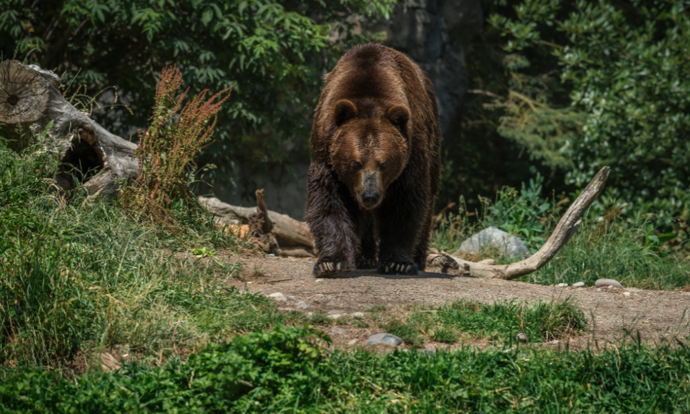 Seis pessoas morrem em ataques de ursos em um mês na Rússia