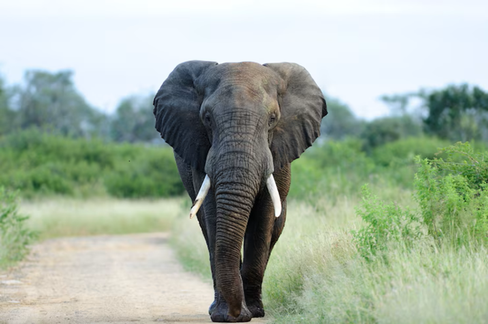 Elefante