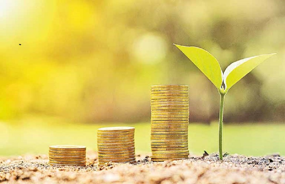 Moedas fazendo escada em parea aberta, parecendo um jardim, ao lado de uma planta