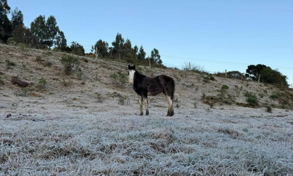 A imagem mostra um cavalo em um campo coberto de geada. O cavalo está em pé, com a cabeça voltada para a câmera, e o fundo apresenta uma colina com algumas árvores. O céu está claro e azul, indicando um dia ensolarado, mas o solo está coberto por uma camada de gelo. Geada cobre os campos de Urupema, na região serra de Santa Catarina; tempo frio pode provocar o fenômeno em algumas regiões do país nesta quarta (13) - Aline Pereira - 3.jul.25/Divulgação/Prefeitura de Urupema