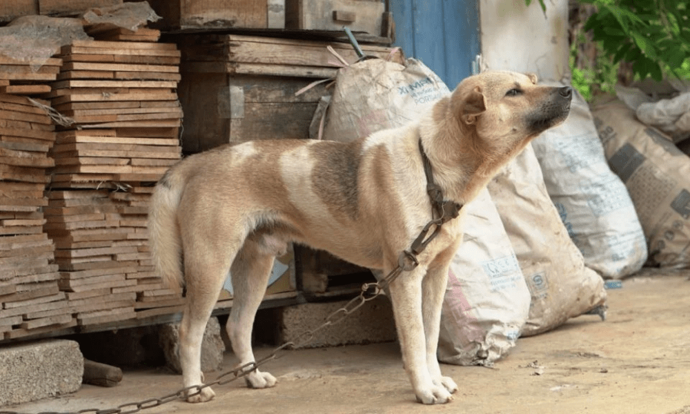 Tarcísio sanciona lei que proíbe animais acorrentados ou amarrados
