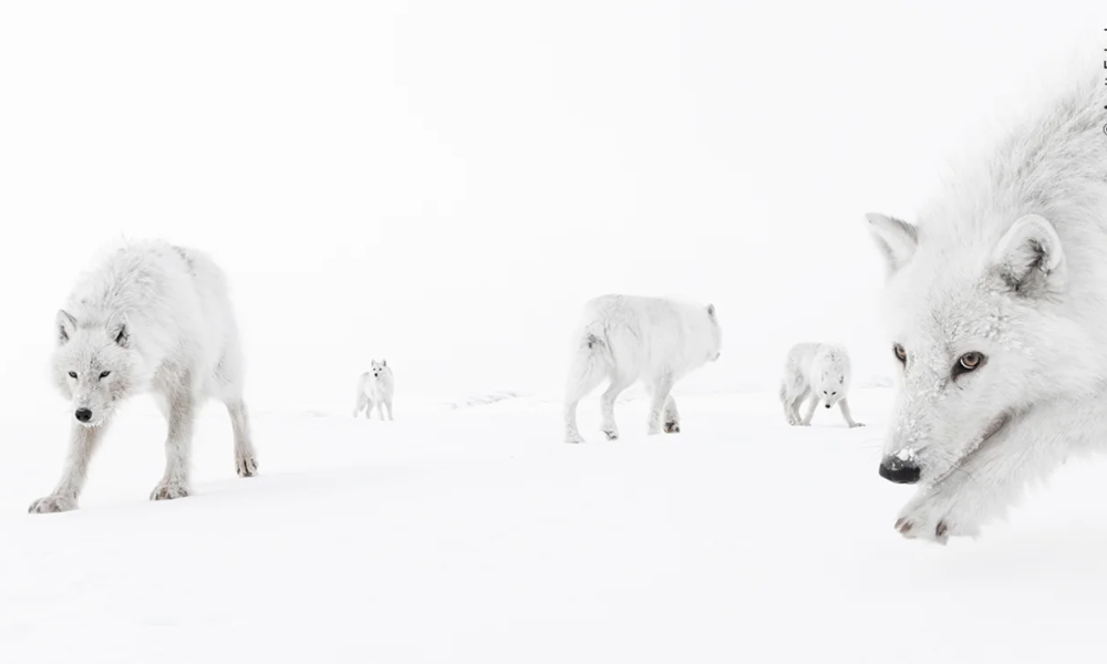 Dentro da Matilha, vemos lobos do Ártico na Ilha Ellesmere, no Canadá. Foto tirada por Amit Eshel, de Israel, em temperaturas de -35°C (-31°F), mostrando os lobos esquivos se aproximando o suficiente para que ele pudesse sentir seu hálito. Restrita aos territórios mais ao norte do Canadá e ao norte da Groenlândia, a subespécie branca do lobo cinzento demonstra curiosidade pelos humanos devido à falta de familiaridade com eles.