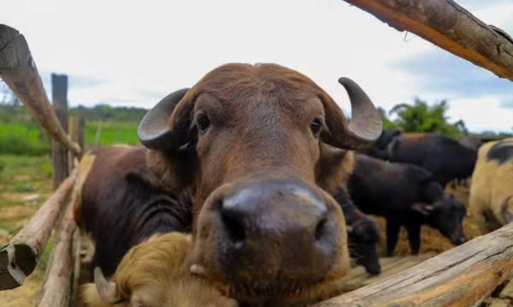 Búfalos encontrados tomando banho no Rio Pinheiros são transferidos para Haras em Suzano