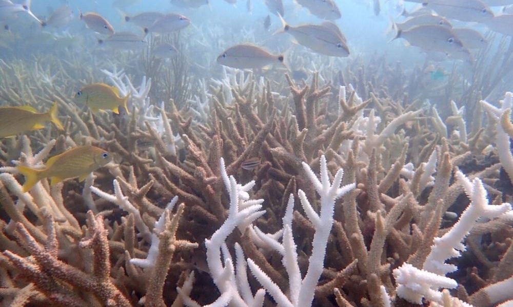 CORAL