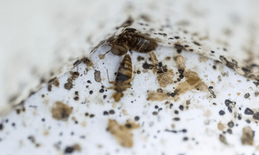 Percevejos e seus excrementos dentro de um recinto em um laboratório da Universidade de Ciências da Malásia (USM)