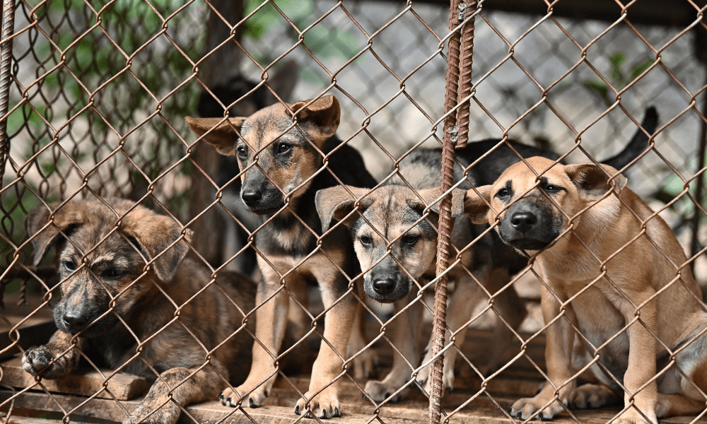 Capital da Indonésia proíbe venda e consumo de carne de cachorro, gato e morcego