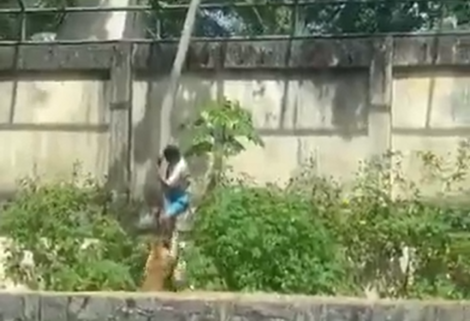 Homem é atacado por leoa após entrar no recinto em que o animal fica no Parque