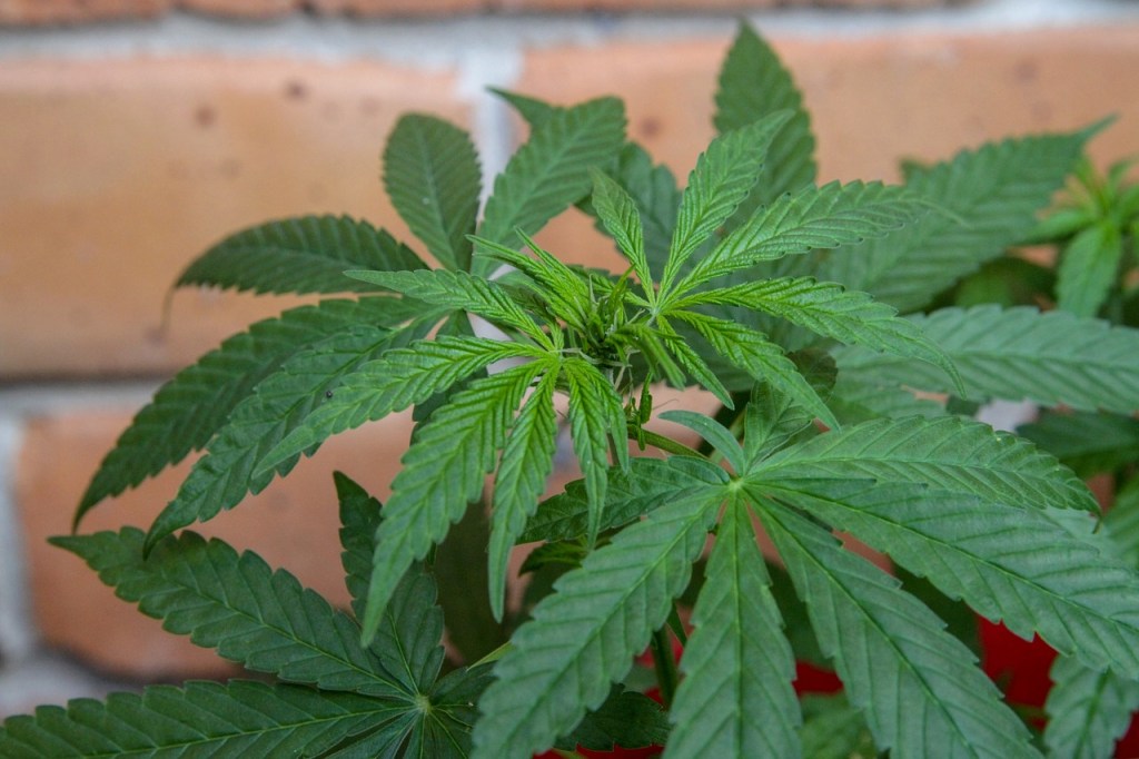 STJ adia prazo para regulamentação do plantio de maconha medicinal