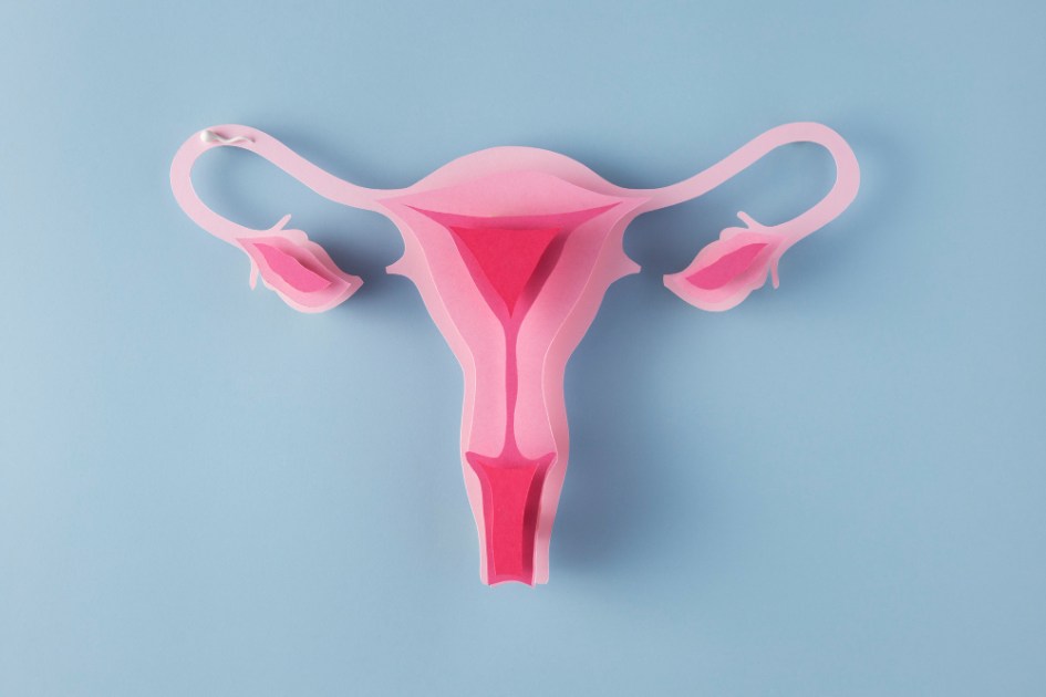 Vista superior do sistema reprodutivo feminino
