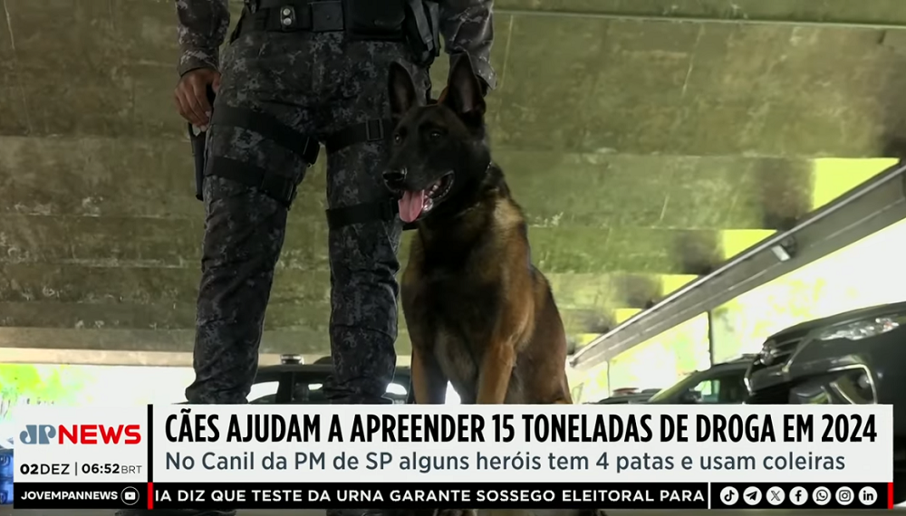 Saiba como os cães da PM de São Paulo ajudam no combate ao crime organizado
