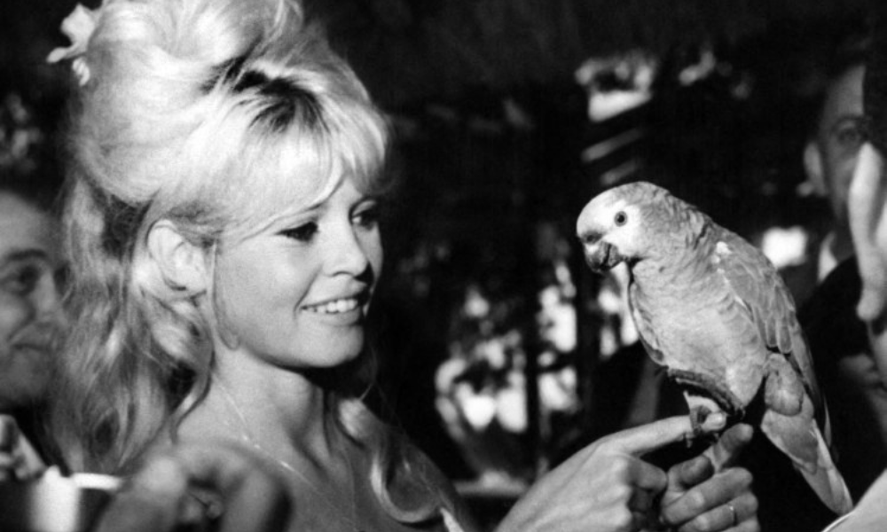 Brigitte Bardot buscou refúgio no Brasil e transformou Búzios em destino internacional