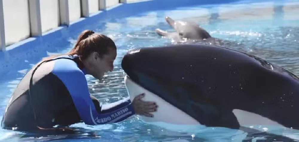 Orca Kshamenk