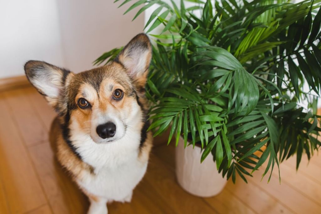 Tudo sobre como regar e proteger plantas de apartamento e jardim durante as ondas de calor de janeiro