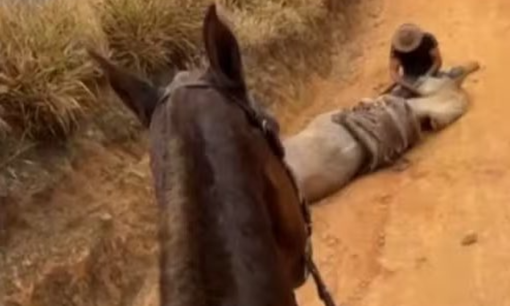 Polícia investiga mutilação de cavalo em Bananal; caso gera revolta nas redes sociais