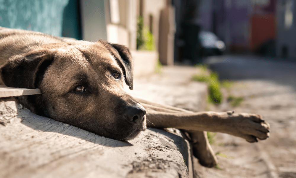 cachorro animais abandonado