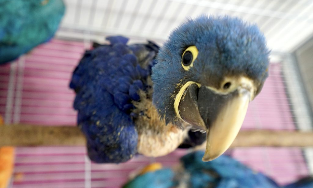 Tráfico de animais silvestres expõe desafios do sistema jurídico brasileiro