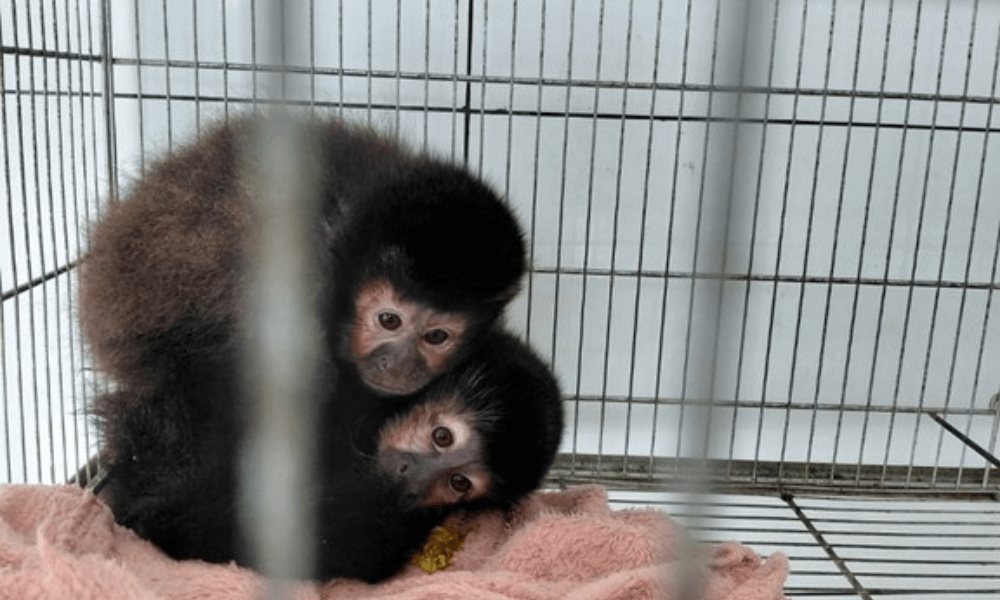 Pássaros, répteis ou mamíferos: quais são os animais silvestres mais traficados no Brasil?